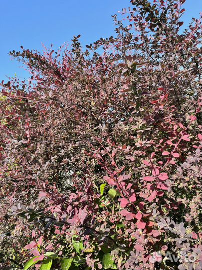 Цветы для улицы