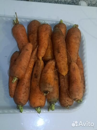 Свекла, морковь