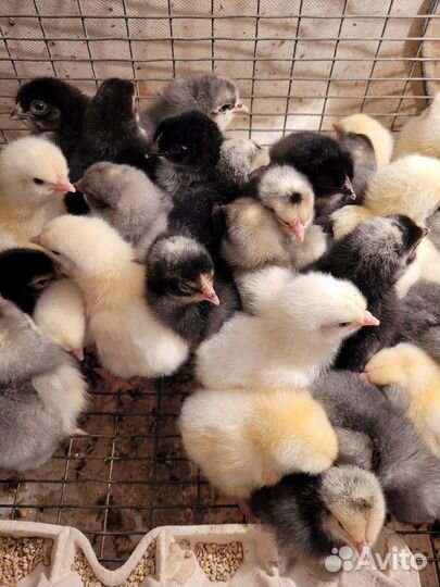 Цыплята бройлеры