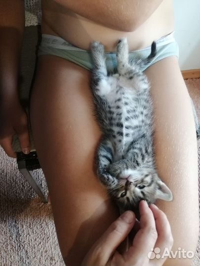 Котик особенный, не для всех