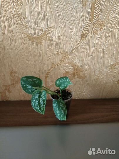 Эпипремнумы (сциндапцус)