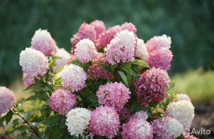 Гортензия долли