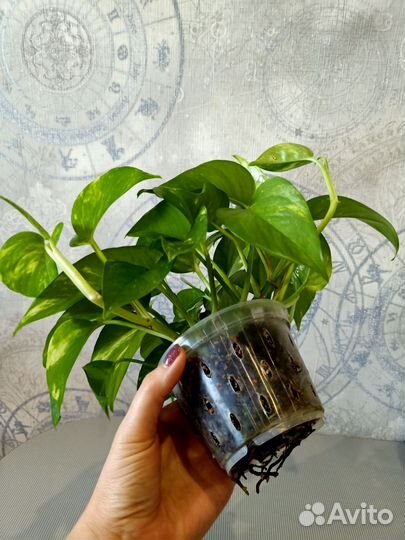 Сциндапсус золотистый