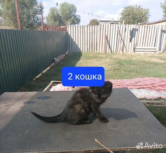 Кошка