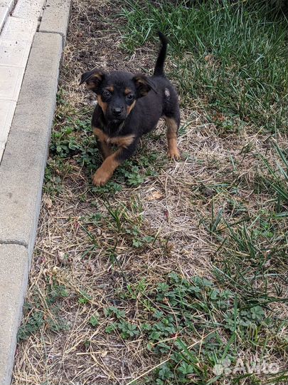 Щенки в добрые руки