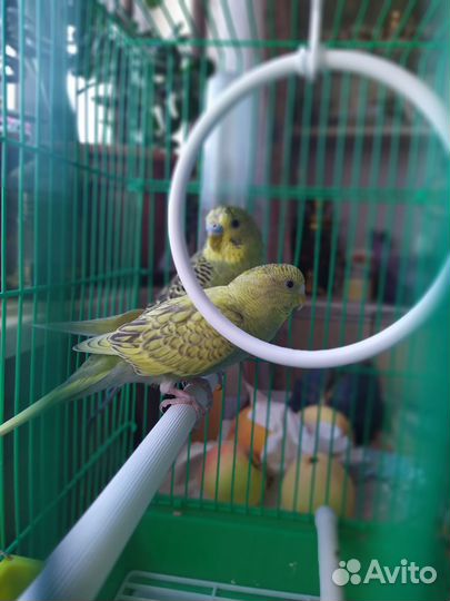 Птенцы волнистых попугайчиков