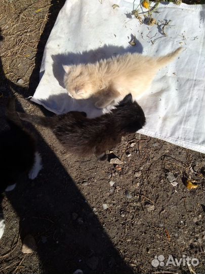 Отдам котят бесплатно