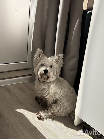 Передержка маленьких пород собак