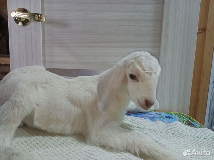 Козлики Нубийские процентные