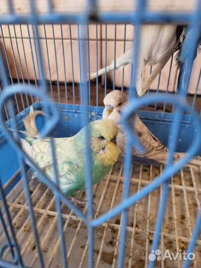 Попугаи Чехи