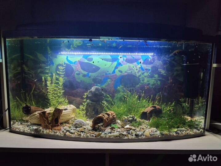 Аквариум