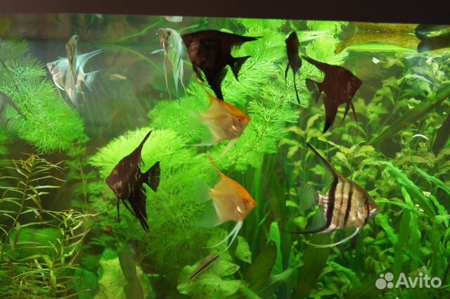 Чистка, оформление, обслуживание аквариумов