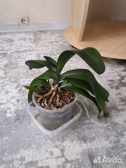 Орхидея фаленопсис биг лип калейдоскоп