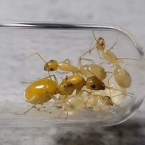 Camponotus turkestanus, Санкт-Петербург