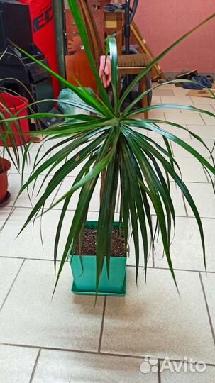 Пальма драцена