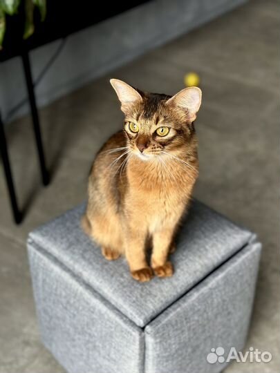 Сомалийская кошка