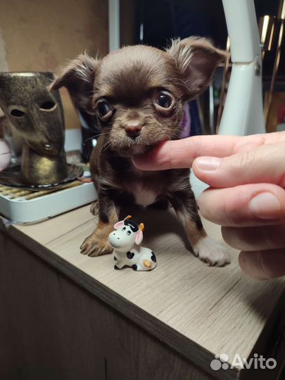 Щенки чихуахуа