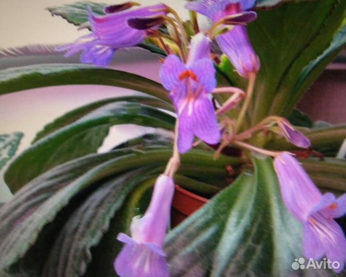 Примулины/хириты