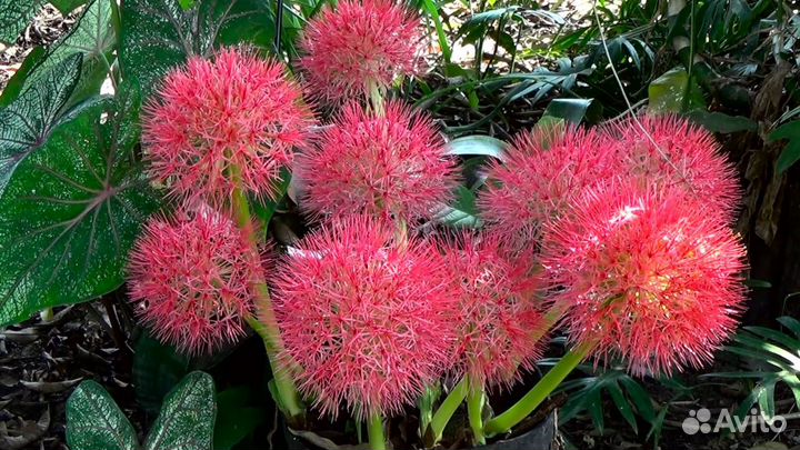 Растение амариллисовых Скадоксус