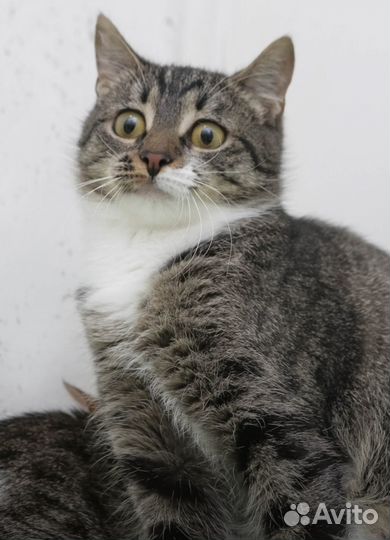 Коровка ищет дом 6 мес стерилизована привита