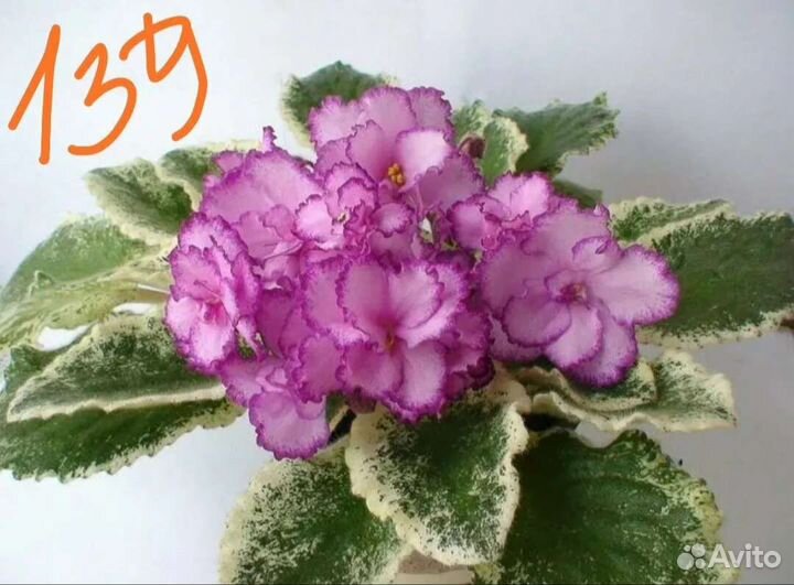 Черенки сортовых фиалок