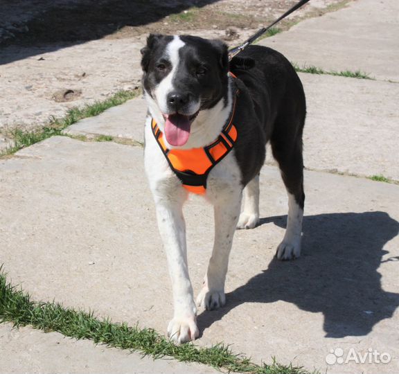 Берта ищет дом