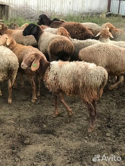 Бараны, матки, ярки гиссары