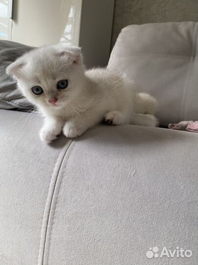 Шотландский котик - окрас ns 11