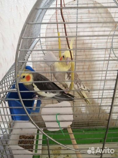 Попугай корелла с клеткой