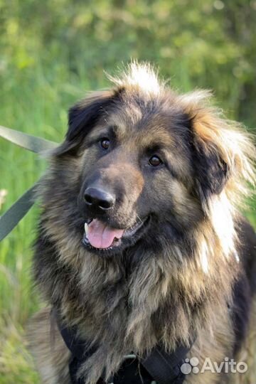 Собака в добрые руки отдам бесплатно