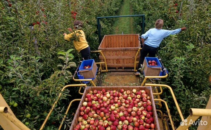 Вахта Сборщик яблок