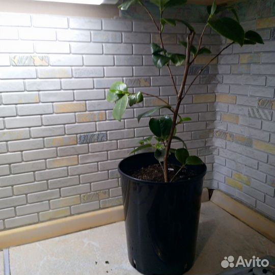 Камелия японская