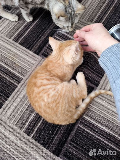 Отдам котят в добрые руки