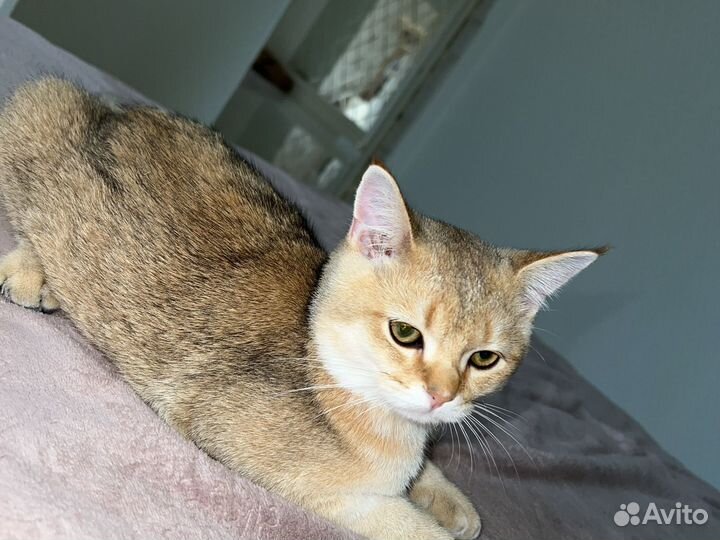 Шотланский котенок