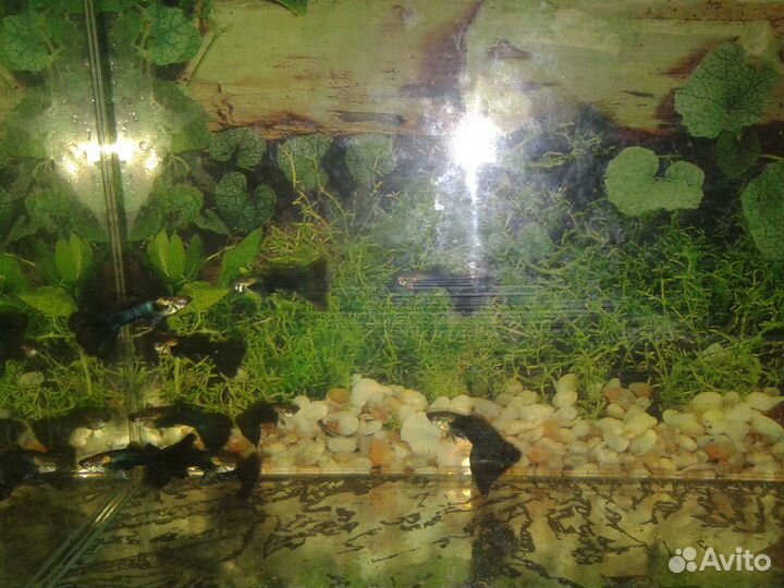 Рыбки гуппи