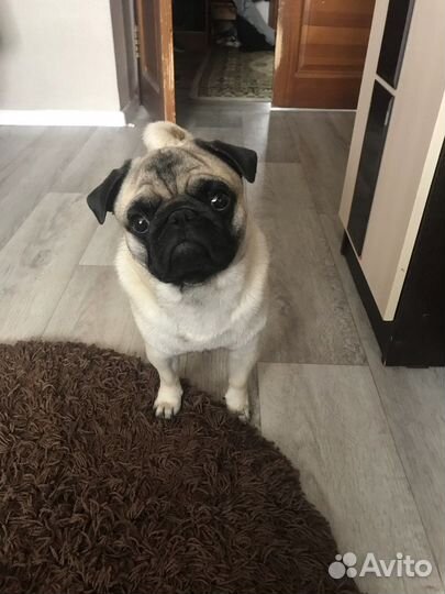 Мопс мальчик для вязки с девочкой