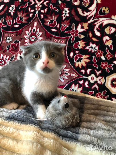 Красивые девочки ищут дом