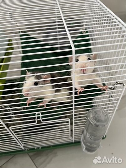 Крысы дамбо бесплатно