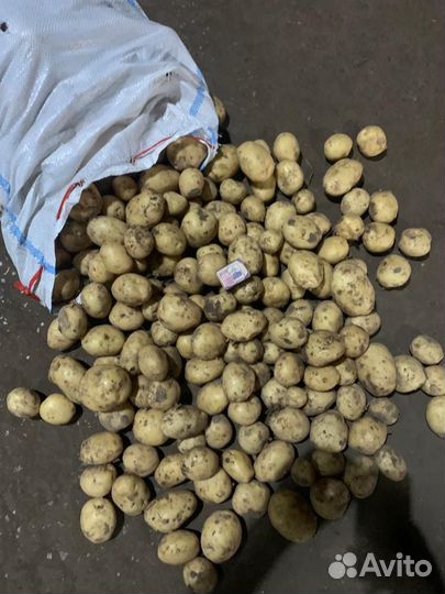 Продам картофель