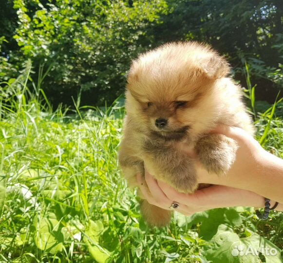 Померанский шпиц щенки