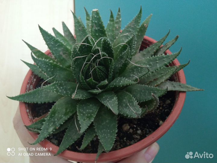 Алоэ остистое