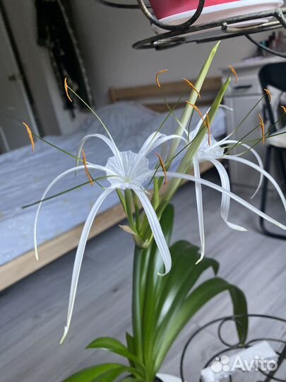 Ликарис (паучья лилия)