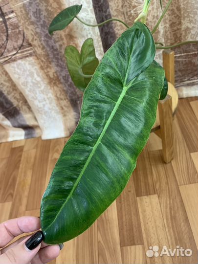 Филодендрон параисо верде