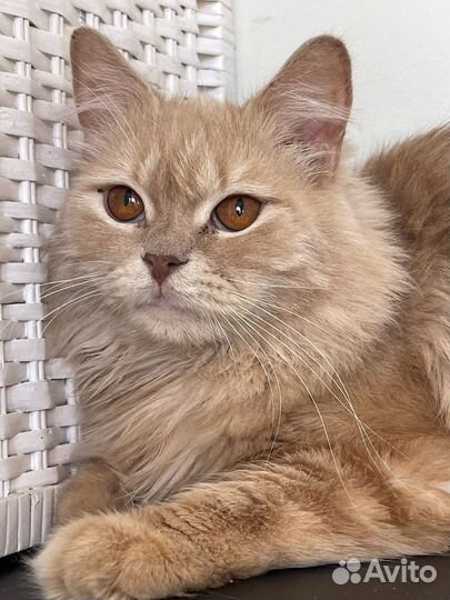 Котик персикового окраса 10 мес.Идеальный