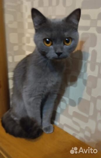 Кошки бесплатно