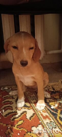 Отдам щенка в добрые руки маленькая порода