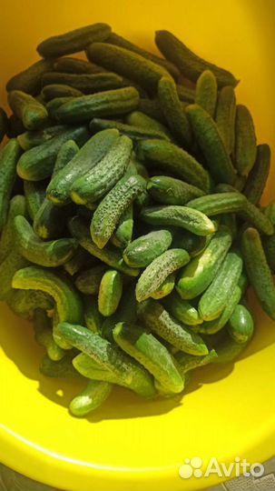 Огурцы корнишоны