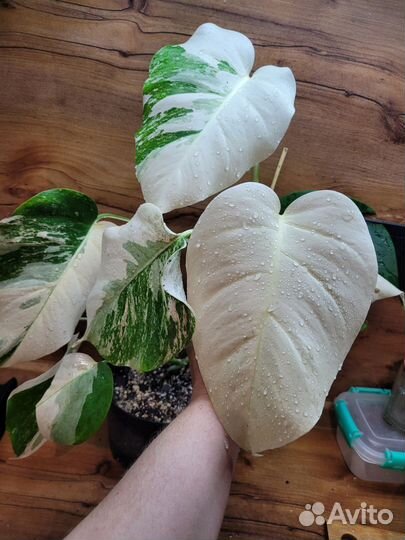 Монстера вариегатная альба 7