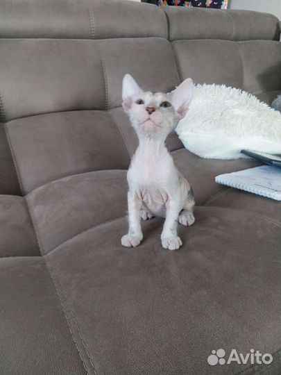 Донской сфинкс котенок девочка