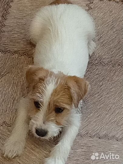 Маленькая собака в добрые руки